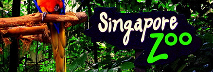 Singapore zoo photo Singapore Zoo | How To Create A Memorable Family Experience