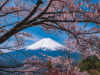 10 Best Places to See Cherry Blossom in Japan