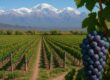 Vineyard in Mendoza, Argentina